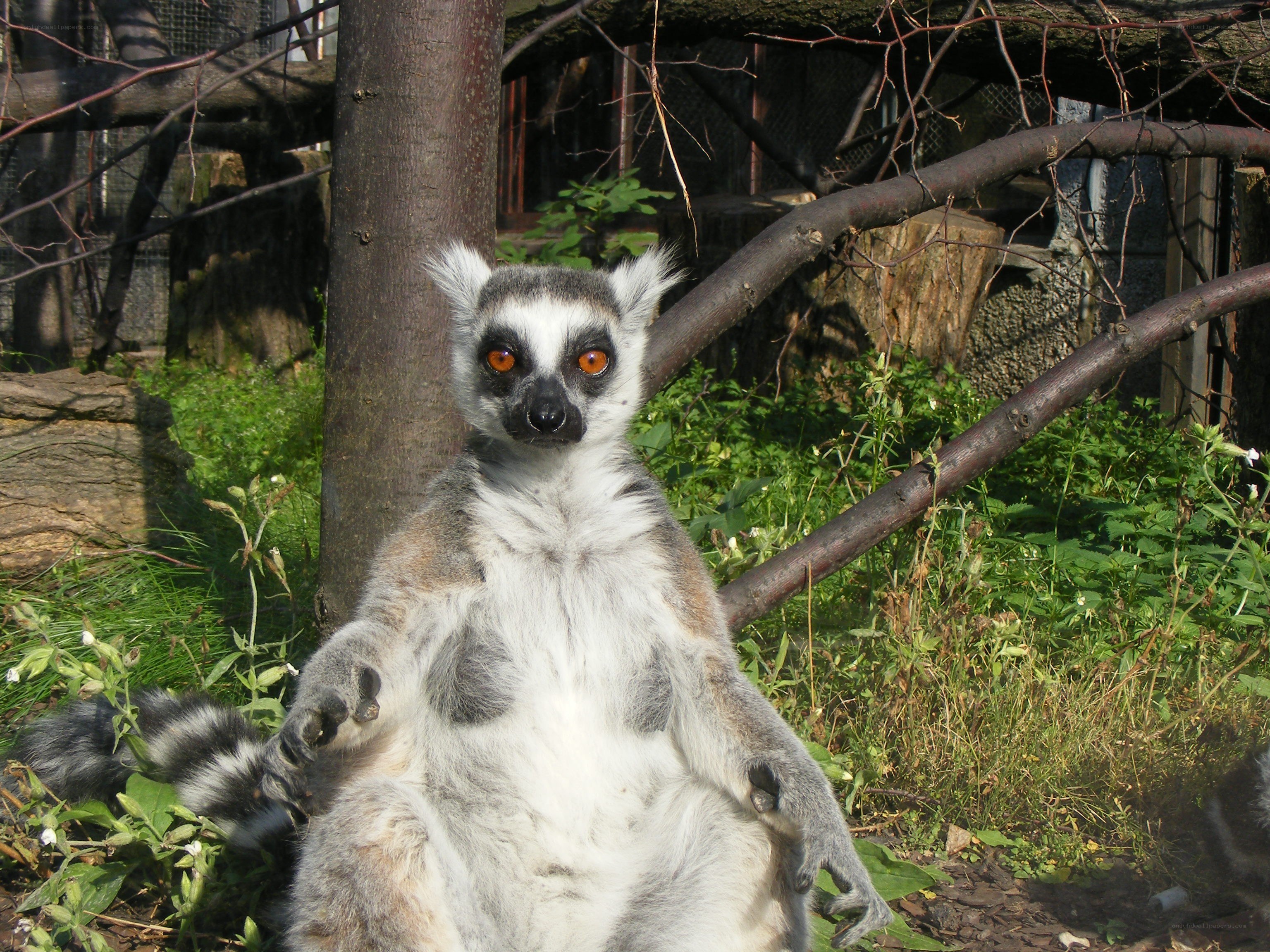 lemur sitting in enclosure