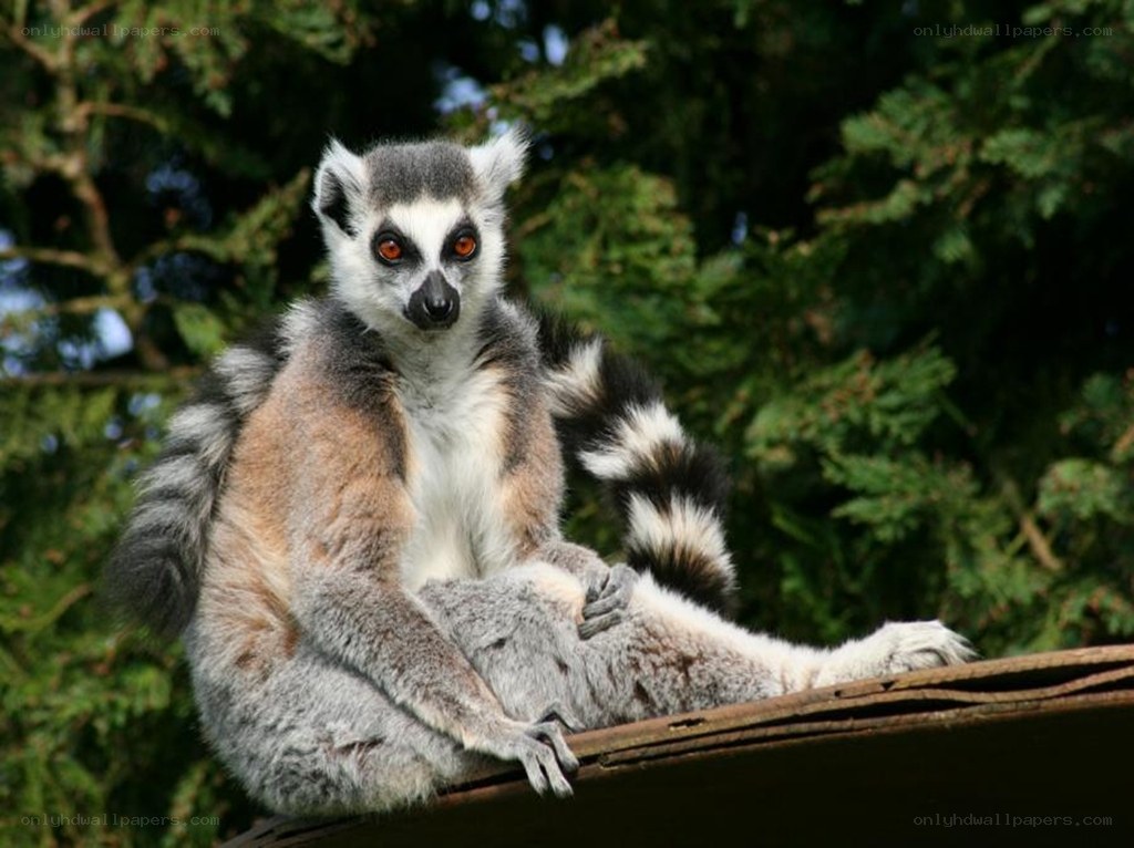 lemur sitting on a branch