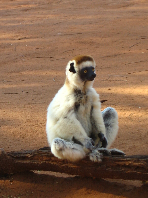 lemur sitting on a log