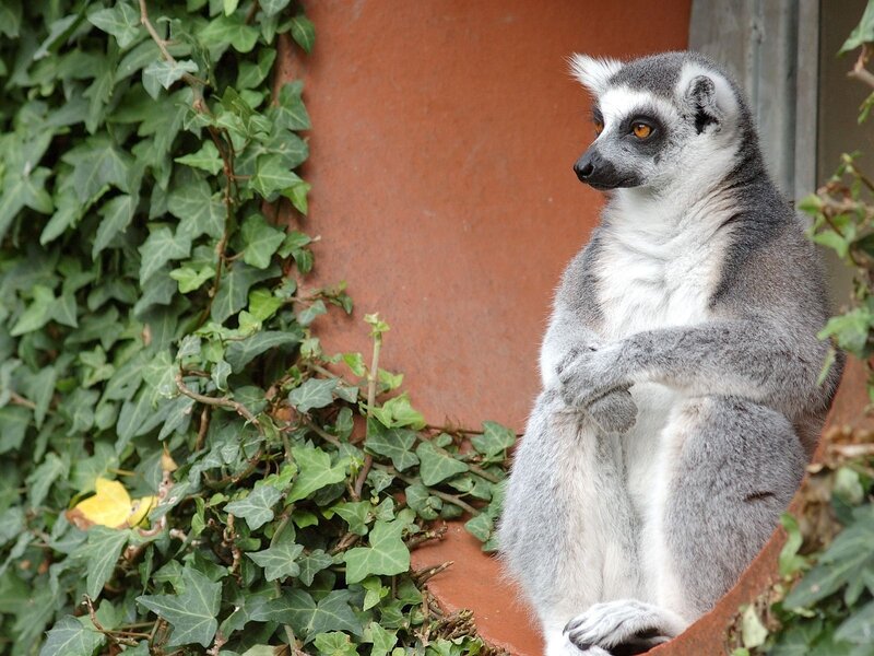 lemur sitting on a wall