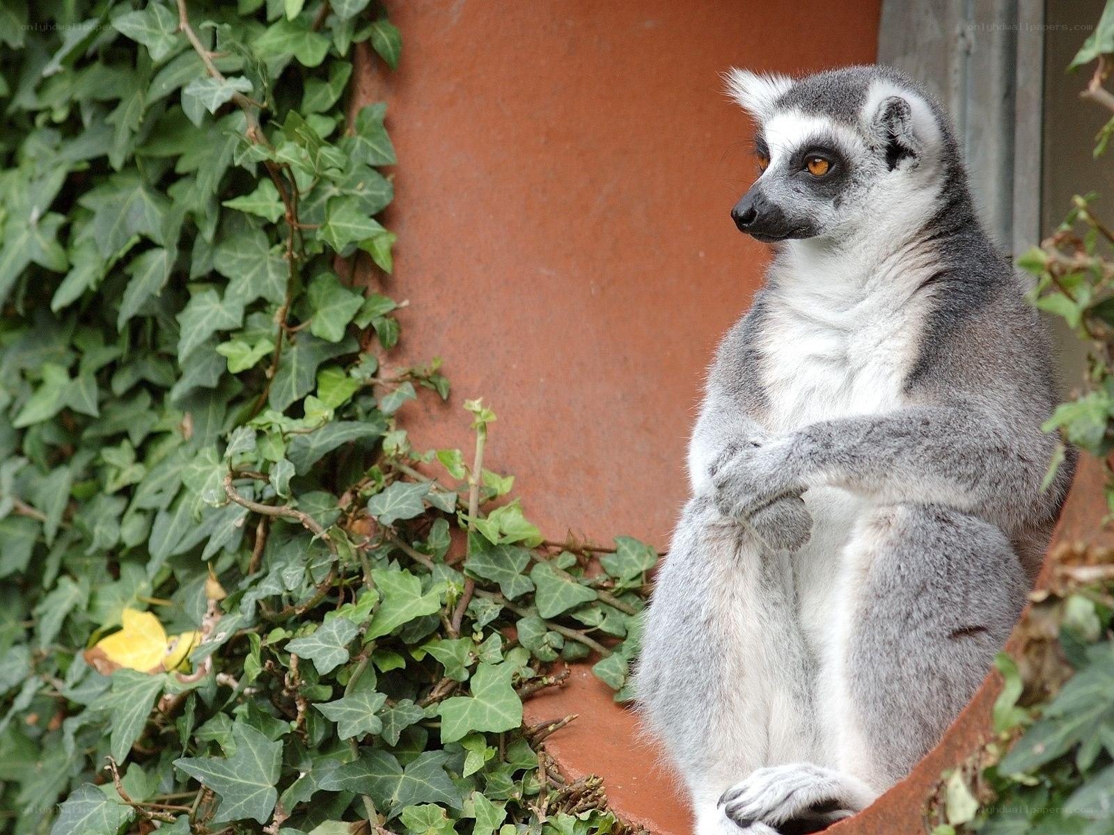 lemur sitting on a wall