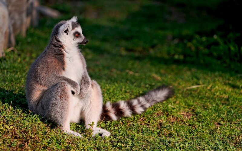 lemur sitting on grass