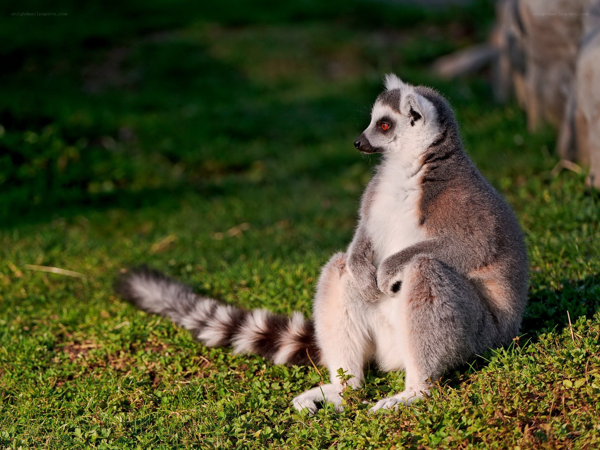 lemur sitting on grass
