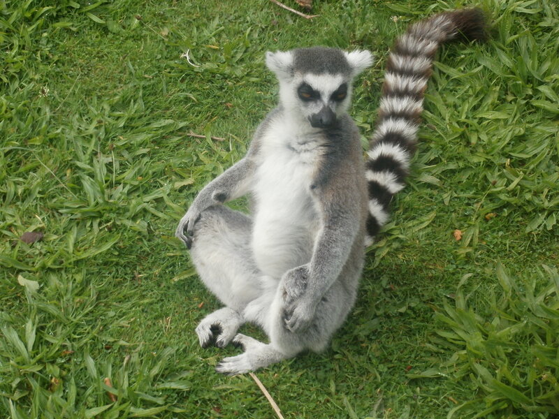 Lemur Sitting on Grass — Green