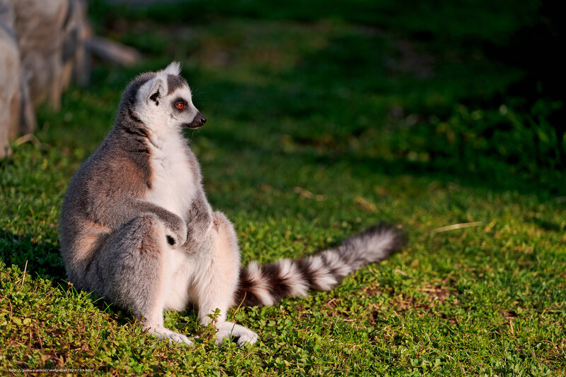 lemur sitting on grass