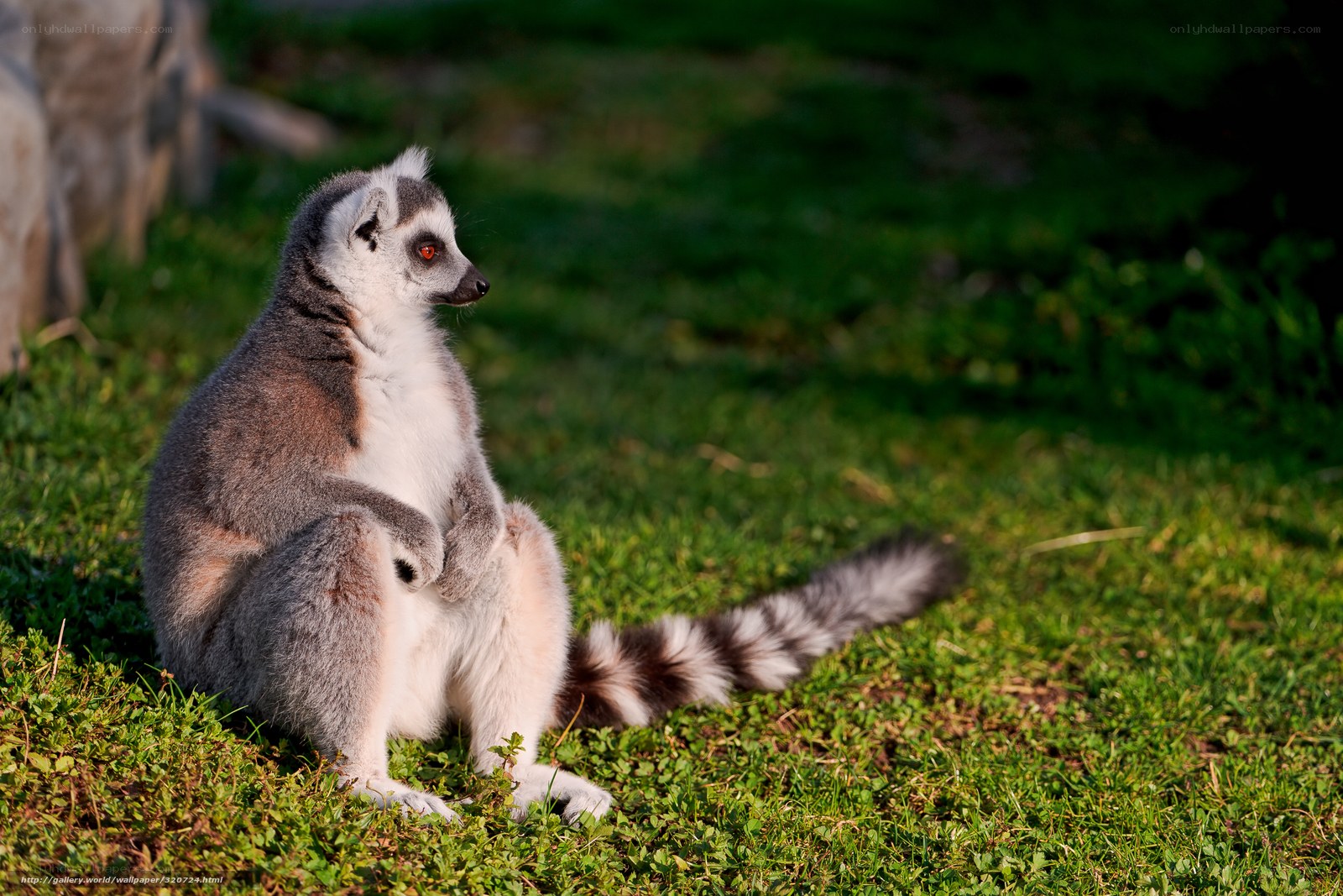 lemur sitting on grass