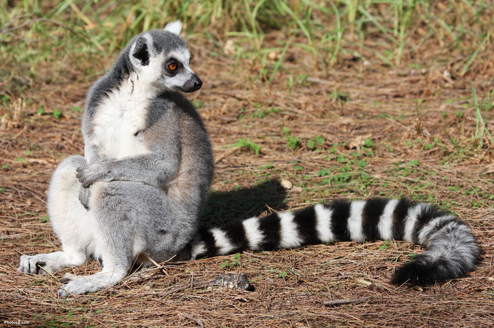 Lemur sitting on ground