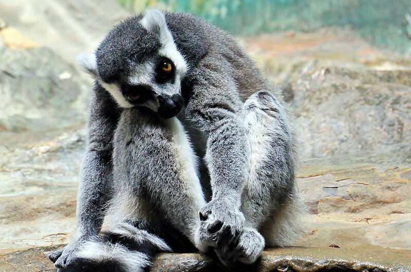 lemur sitting on rock