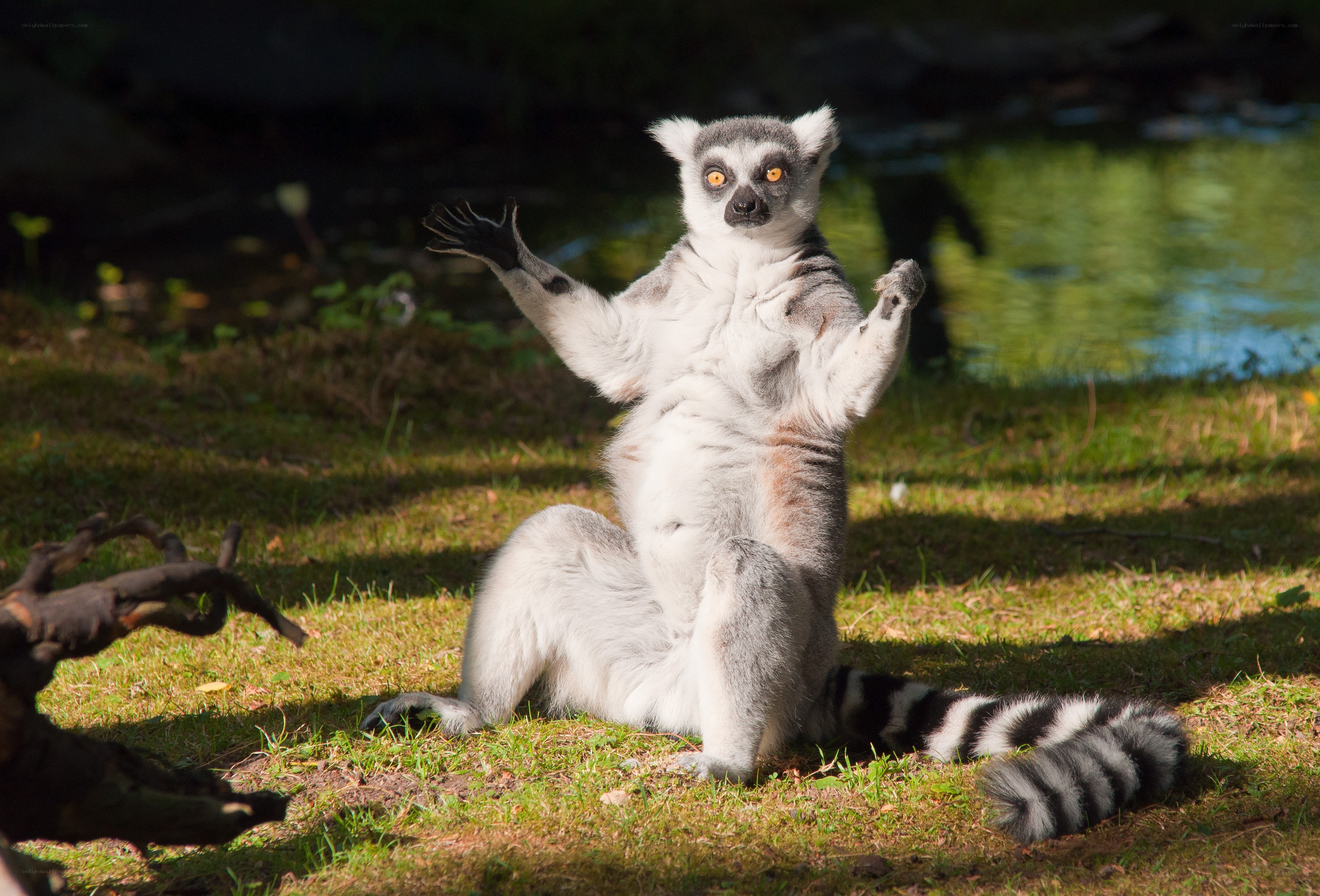Lemur sitting with arms raised