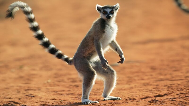 Lemur standing on red sand