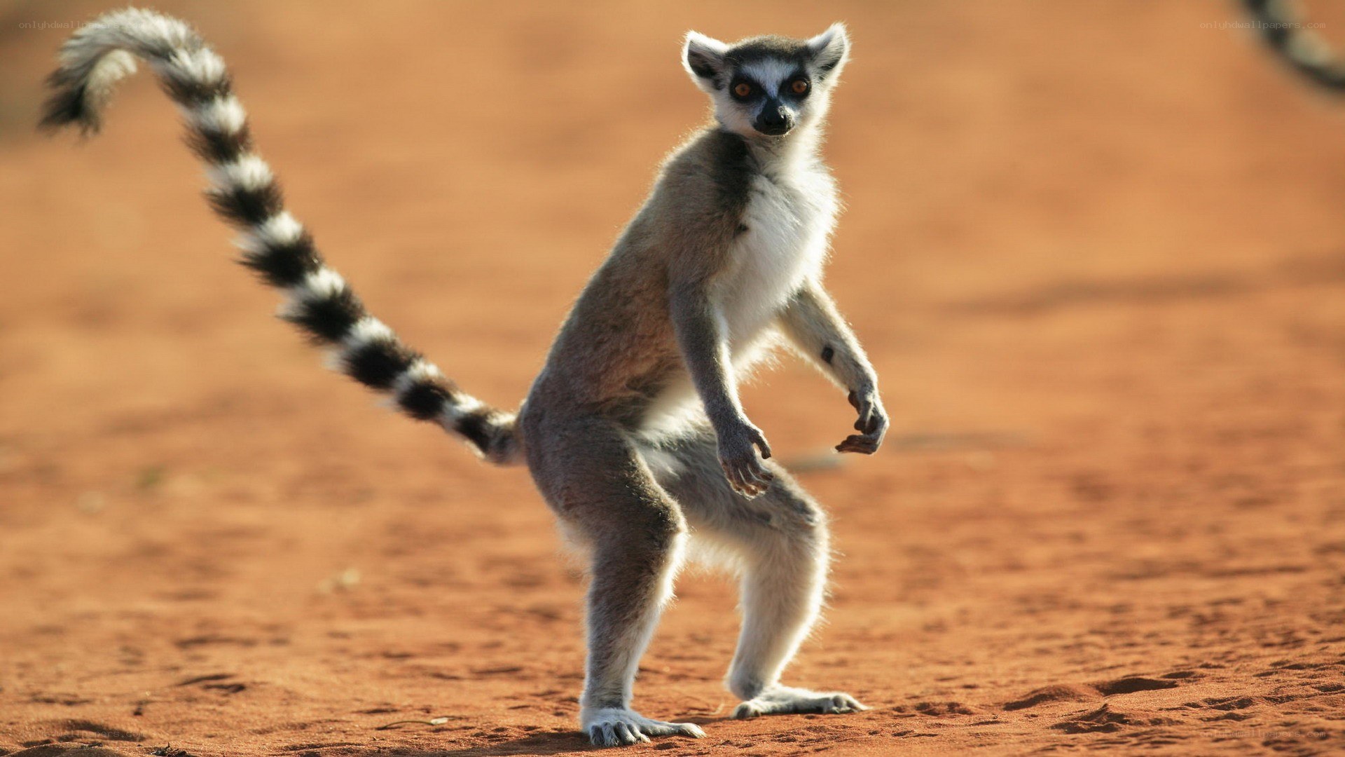 Lemur standing on red sand