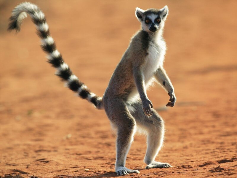 Lemur standing on red sand