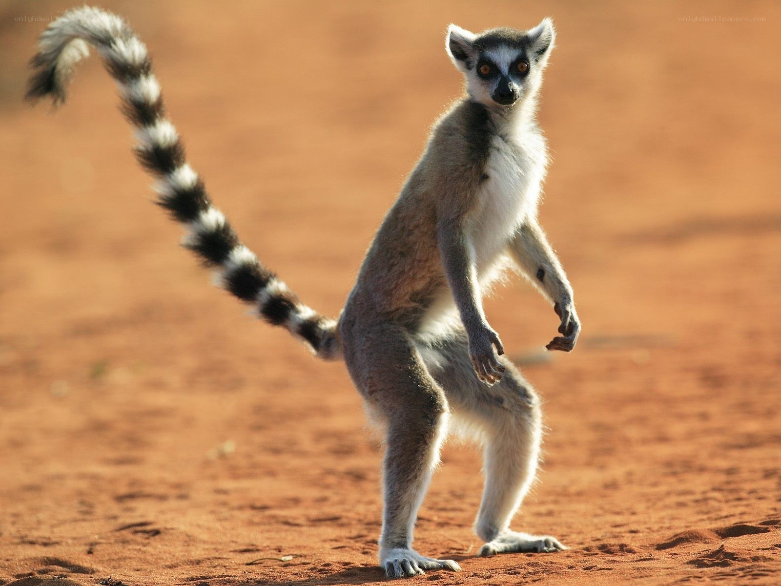 Lemur standing on red sand