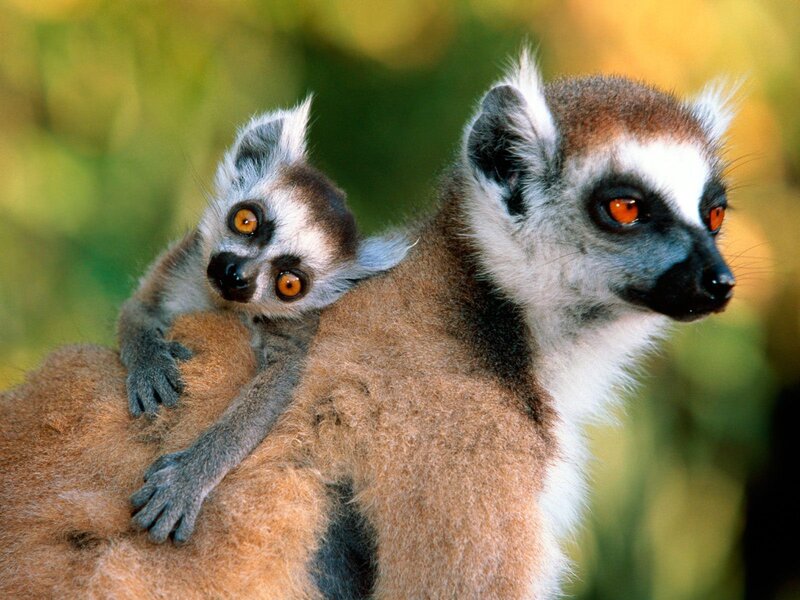 Lemur with Baby — Brown, Calm, Afternoon