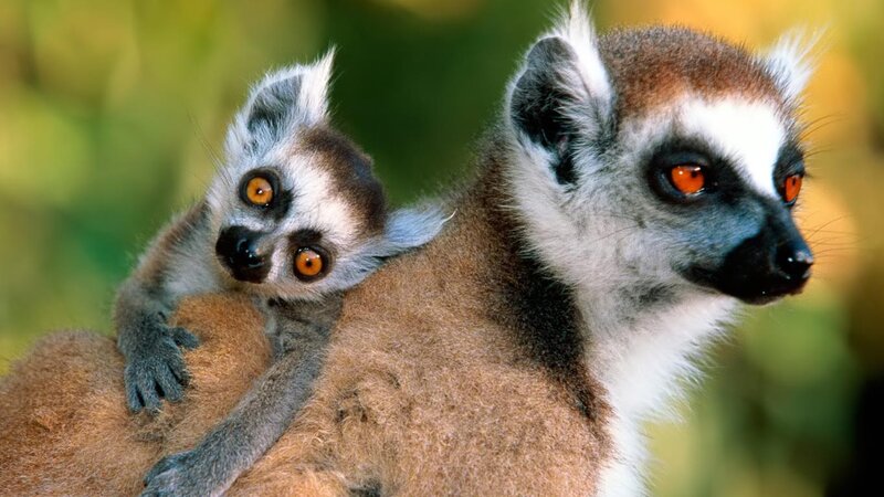 Lemur with Baby — Brown, Calm