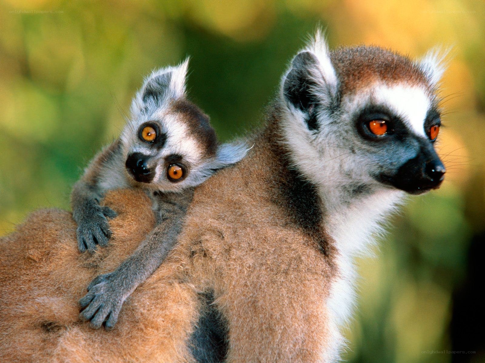 Lemur with baby on back