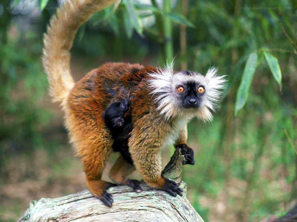 lemur with baby on back