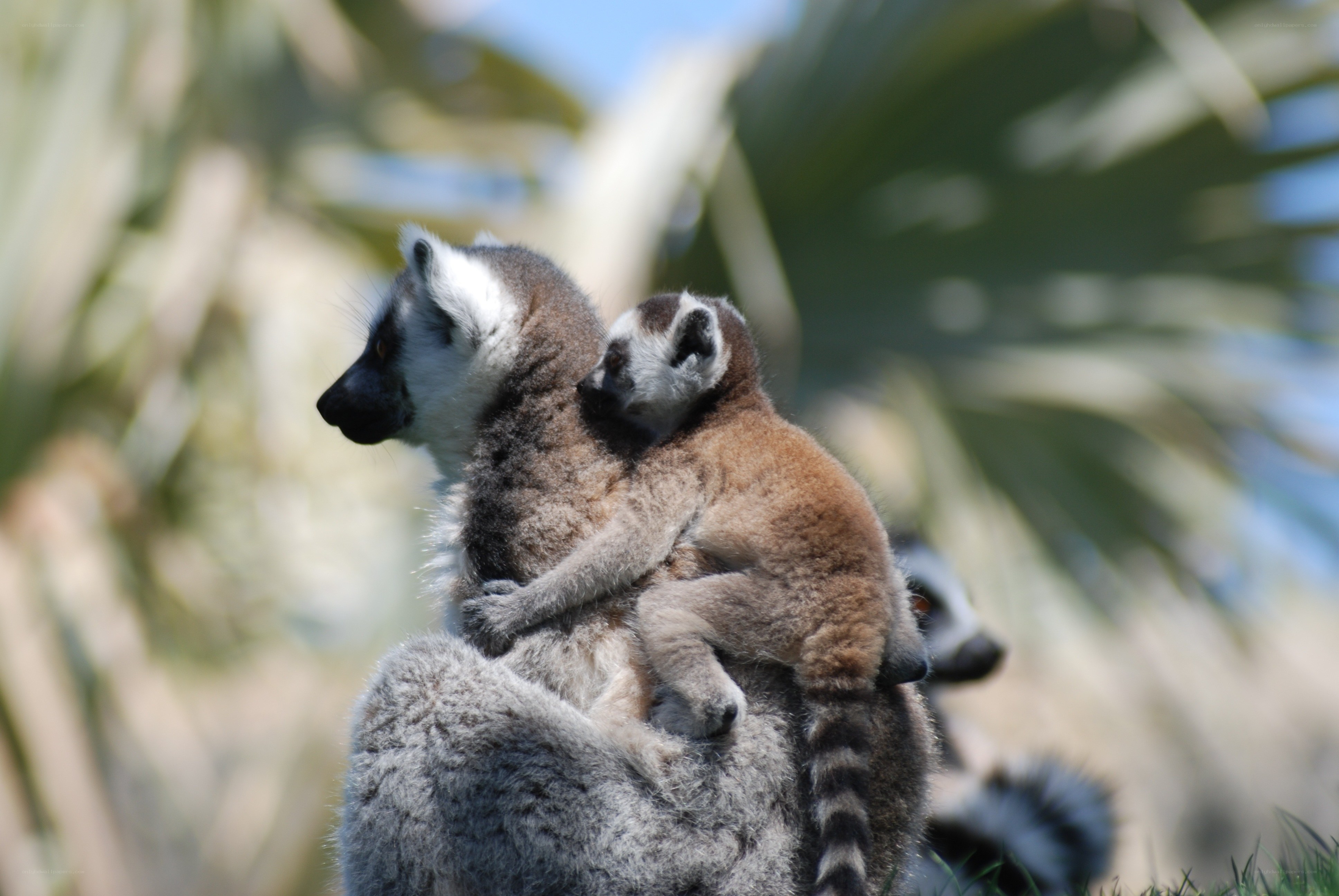 Lemur with baby on back