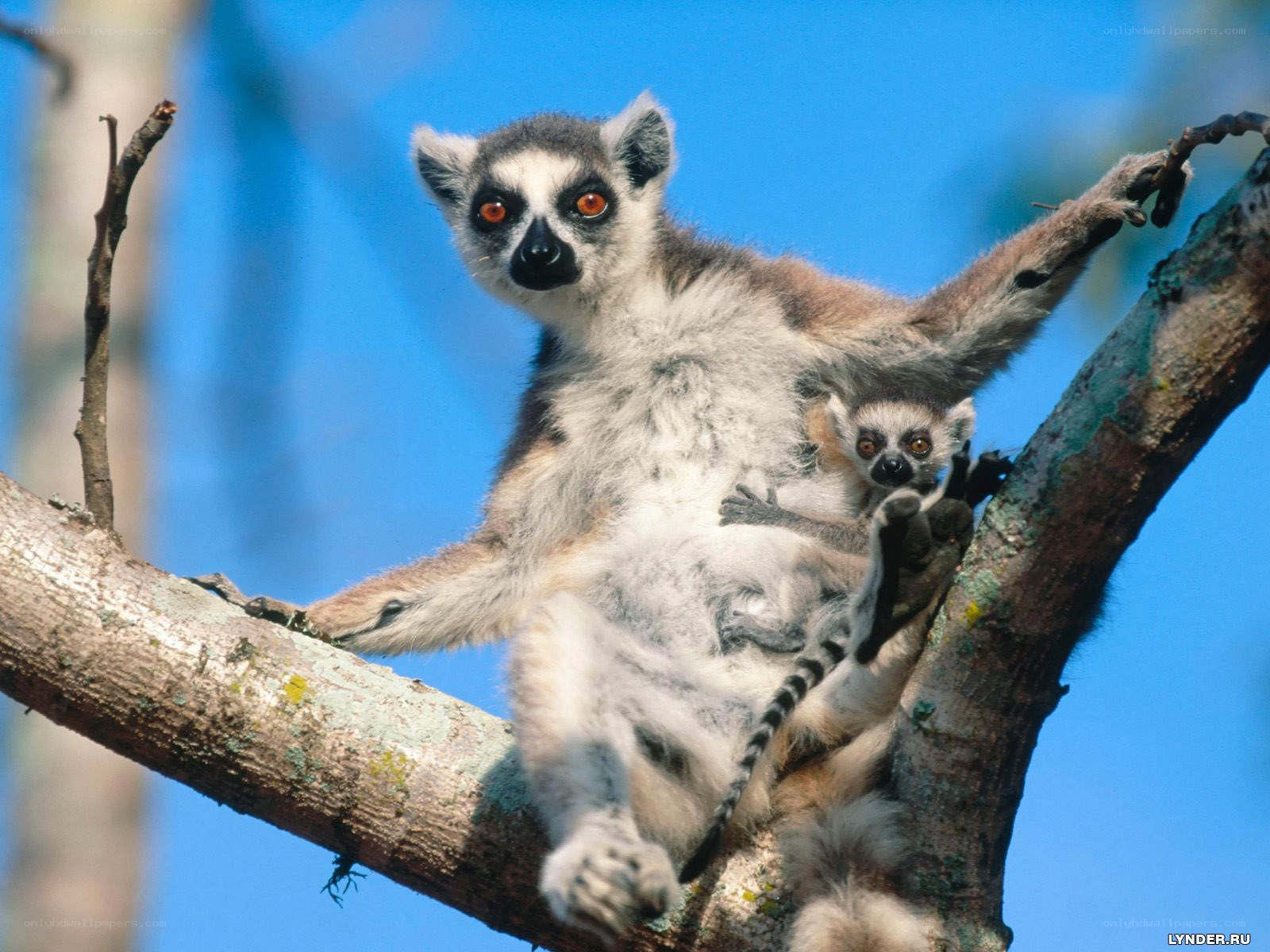 Lemur with baby on tree branch