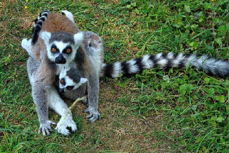 Lemur with Baby