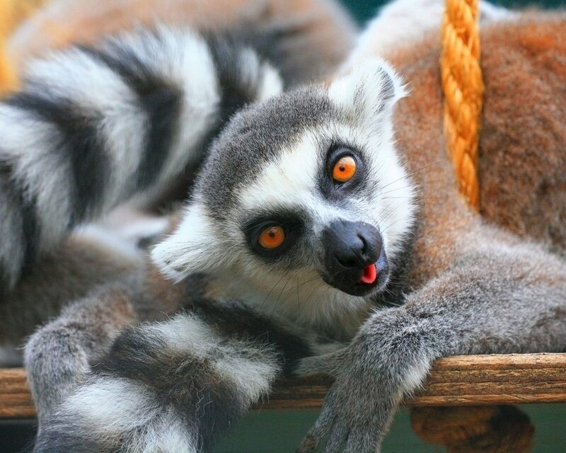 Lemur with bright eyes