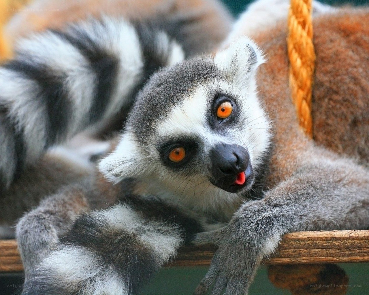 Lemur with bright eyes