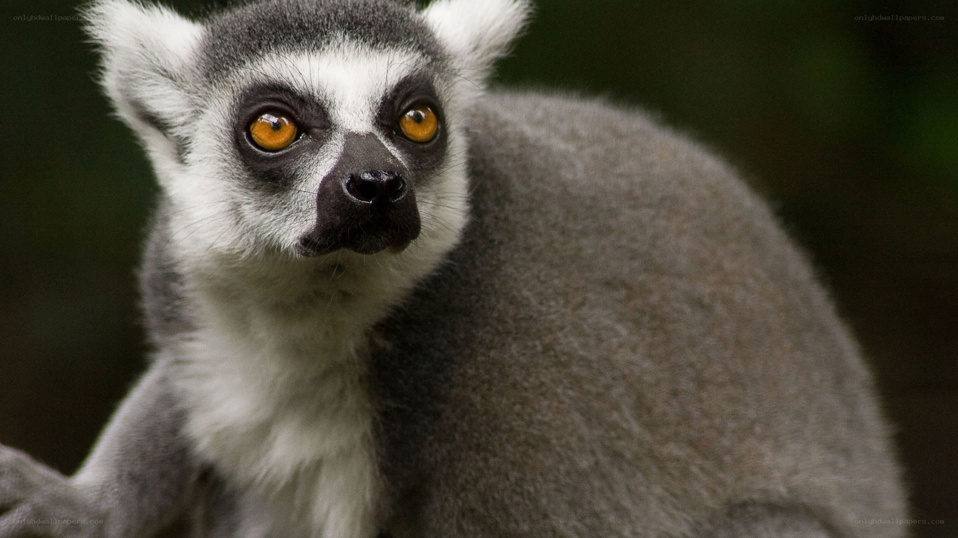lemur with bright eyes