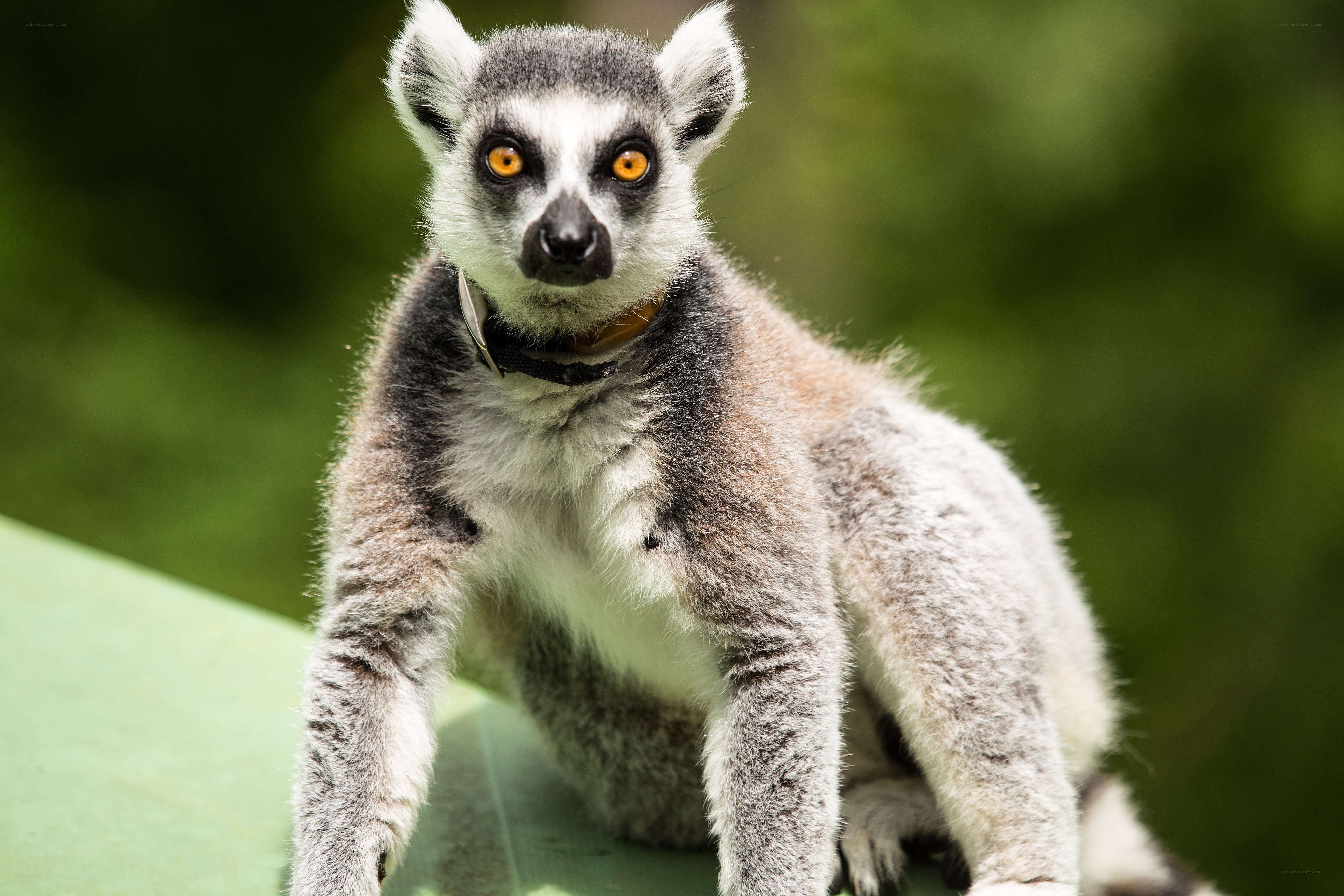 lemur with collar on leaf