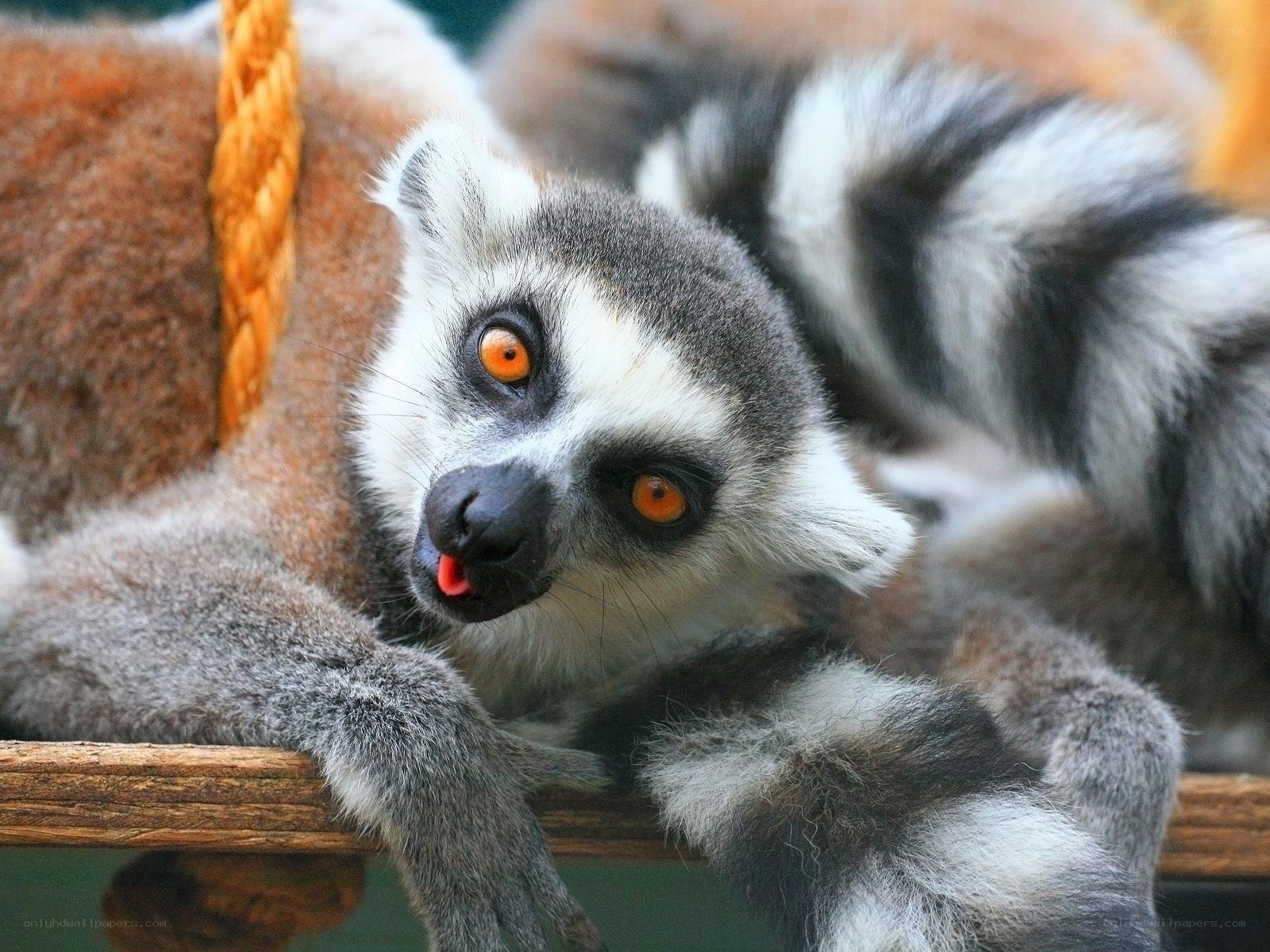 Lemur with orange eyes