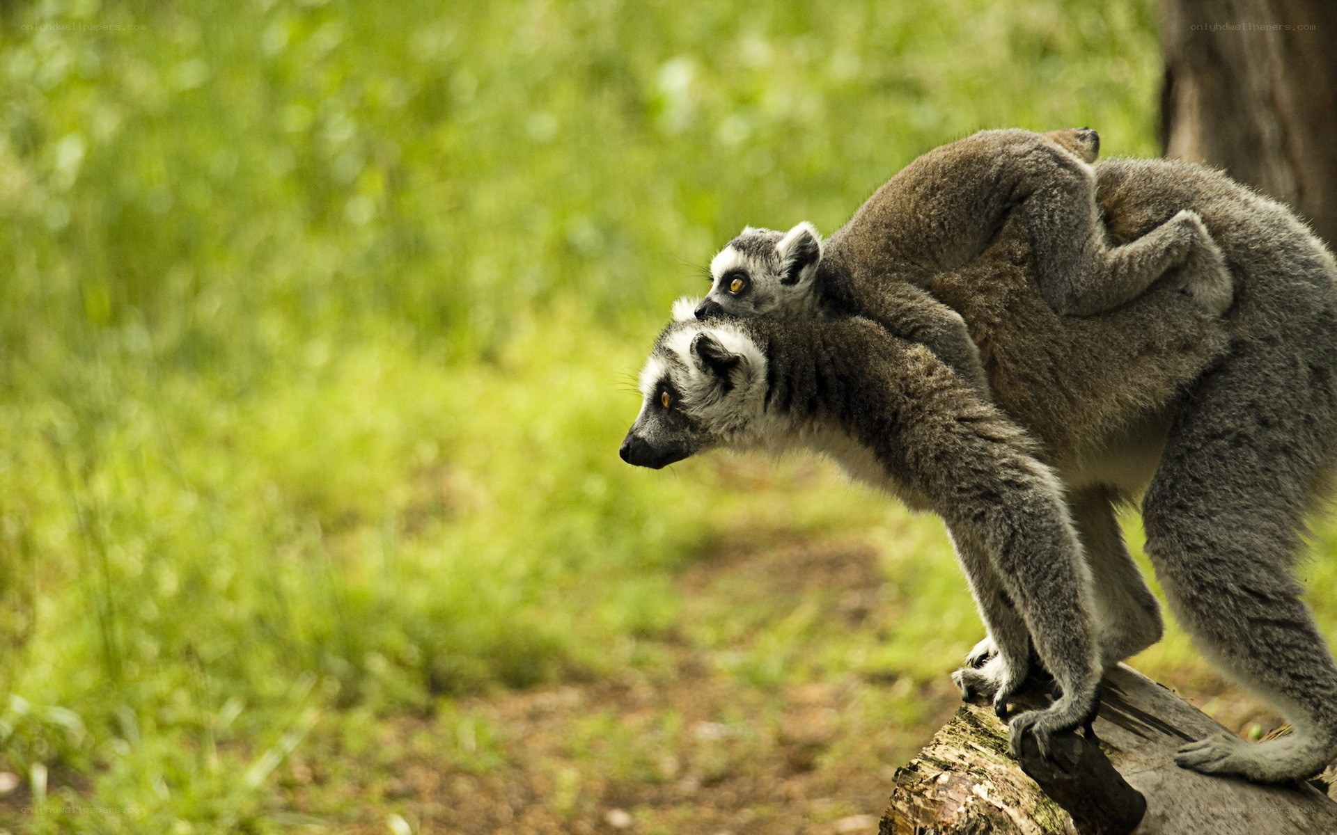 Lemurs carrying their young
