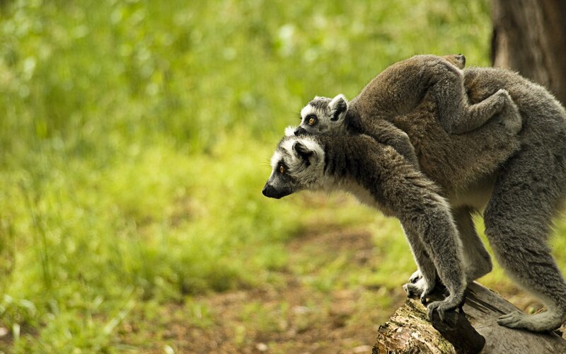Lemurs carrying their young