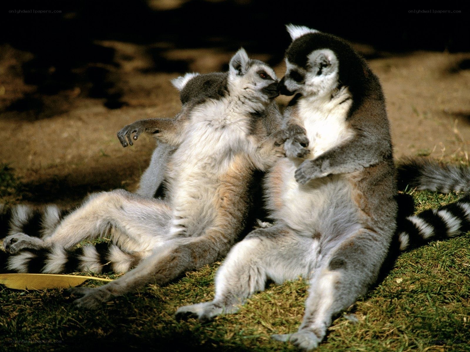 Lemurs grooming each other