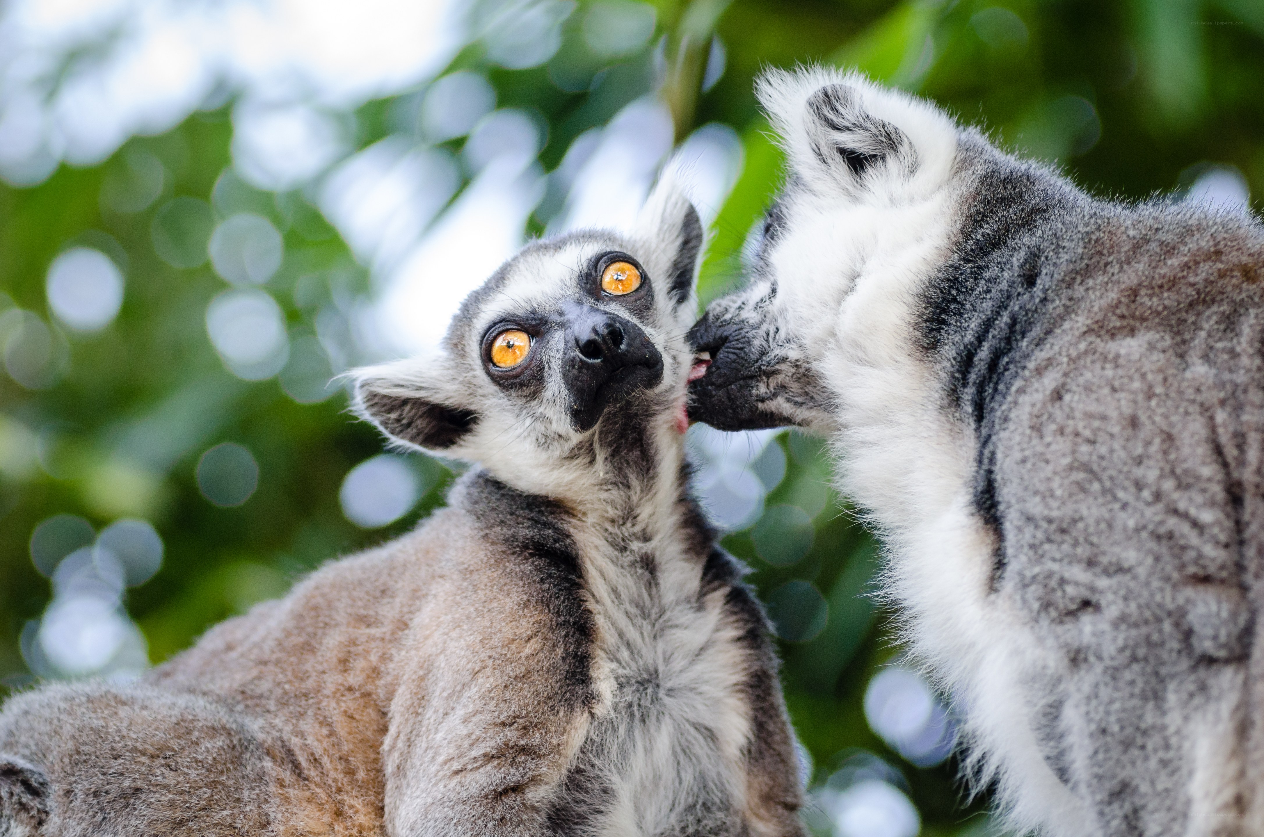 Lemurs grooming each other