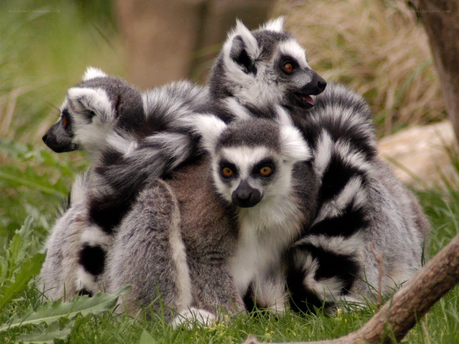 Lemurs huddled together