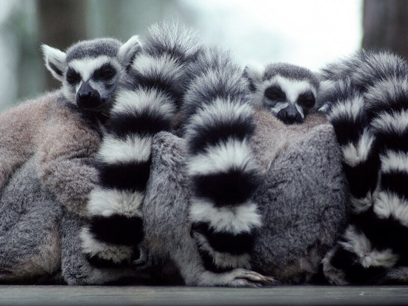 Lemurs huddled together