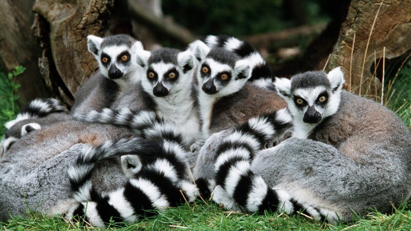 Lemurs huddled together