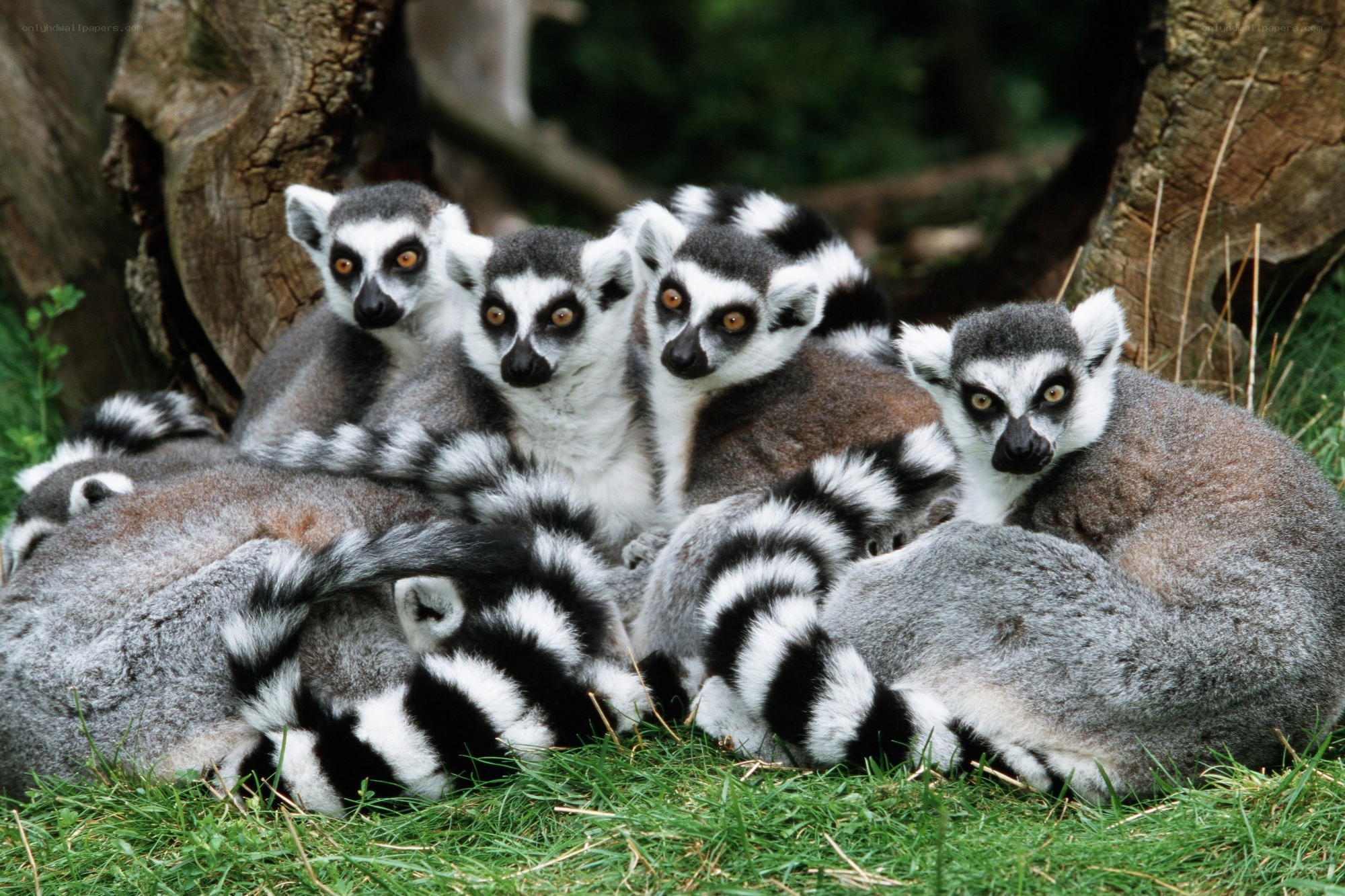 Lemurs huddled together