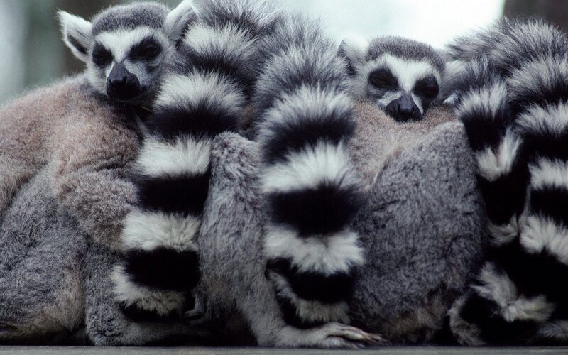 Lemurs Huddled Together — Gray, Calm, Photograph