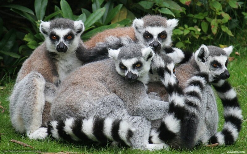 Lemurs Huddled Together — Green, Calm