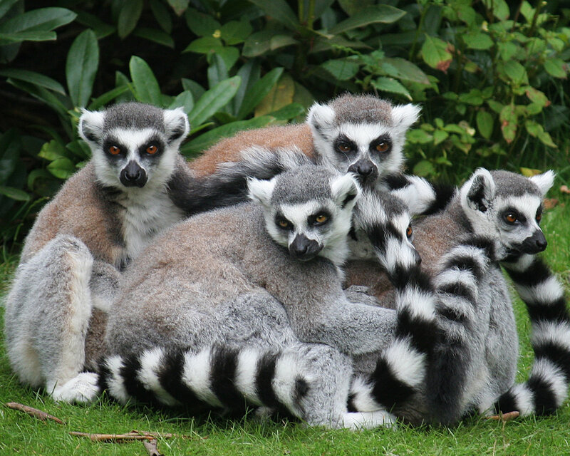Lemurs Huddled Together — Green