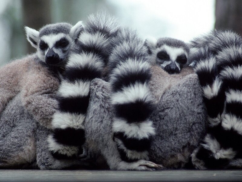 Lemurs huddled together