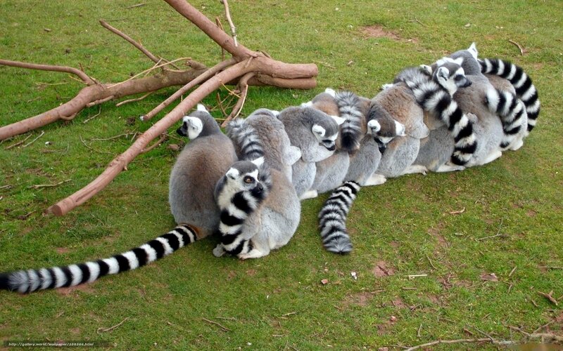 Lemurs in a line