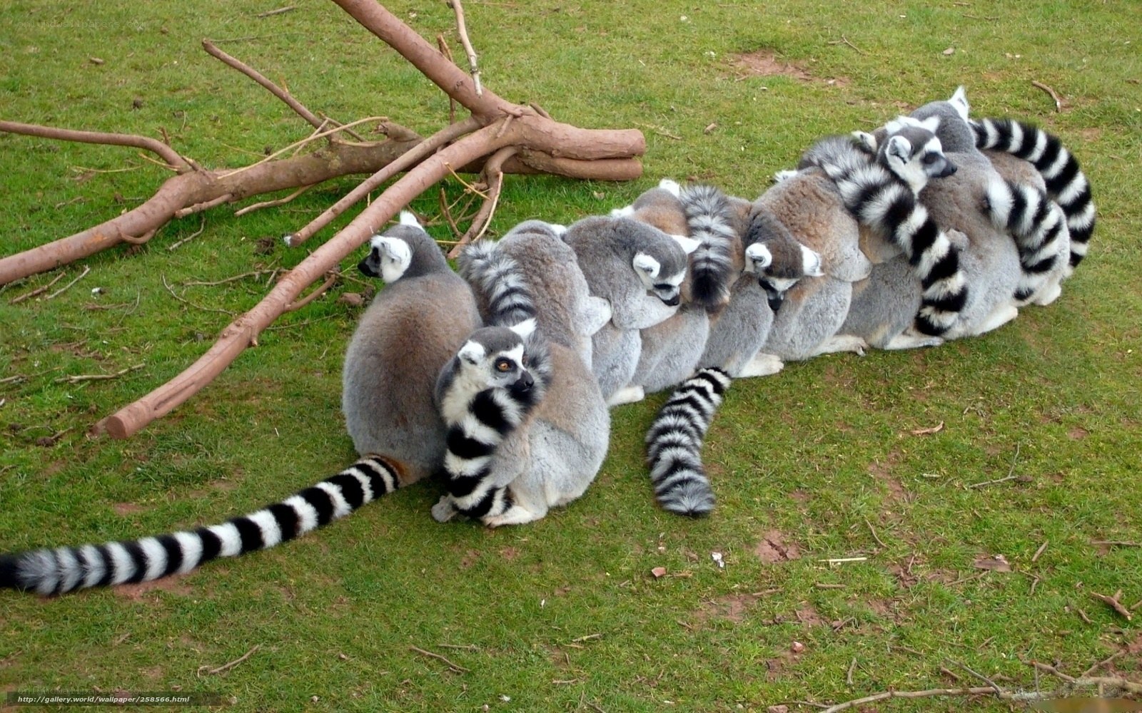 Lemurs in a line