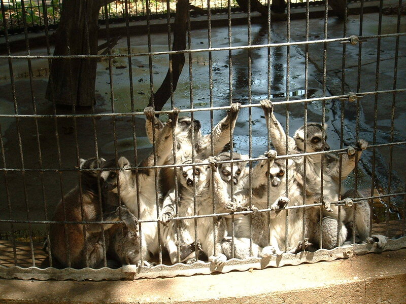 Lemurs in a zoo enclosure