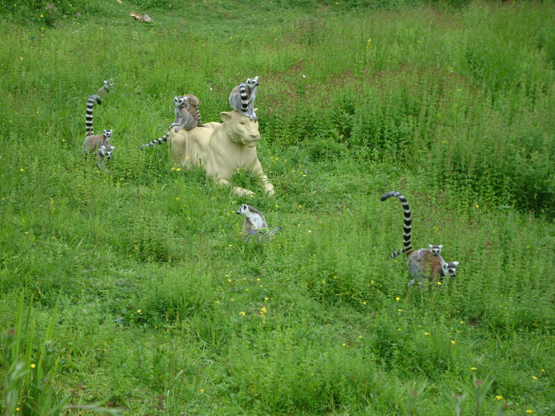Lemurs in Grass — Green