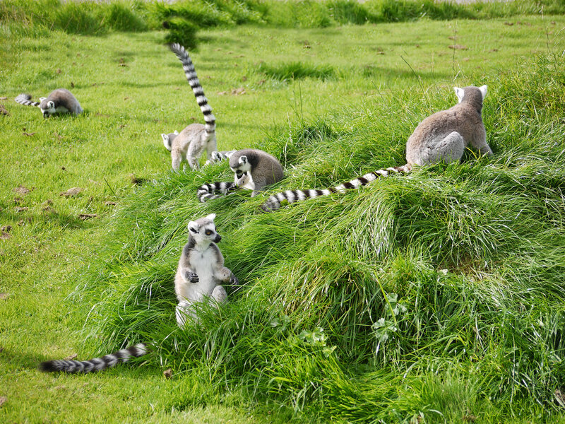Lemurs in Grass