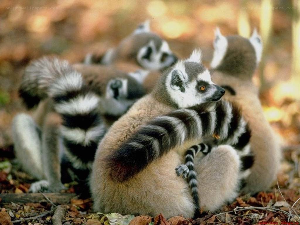 Lemurs in the forest