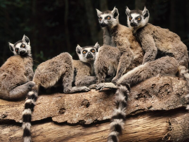Lemurs on a Log — Brown
