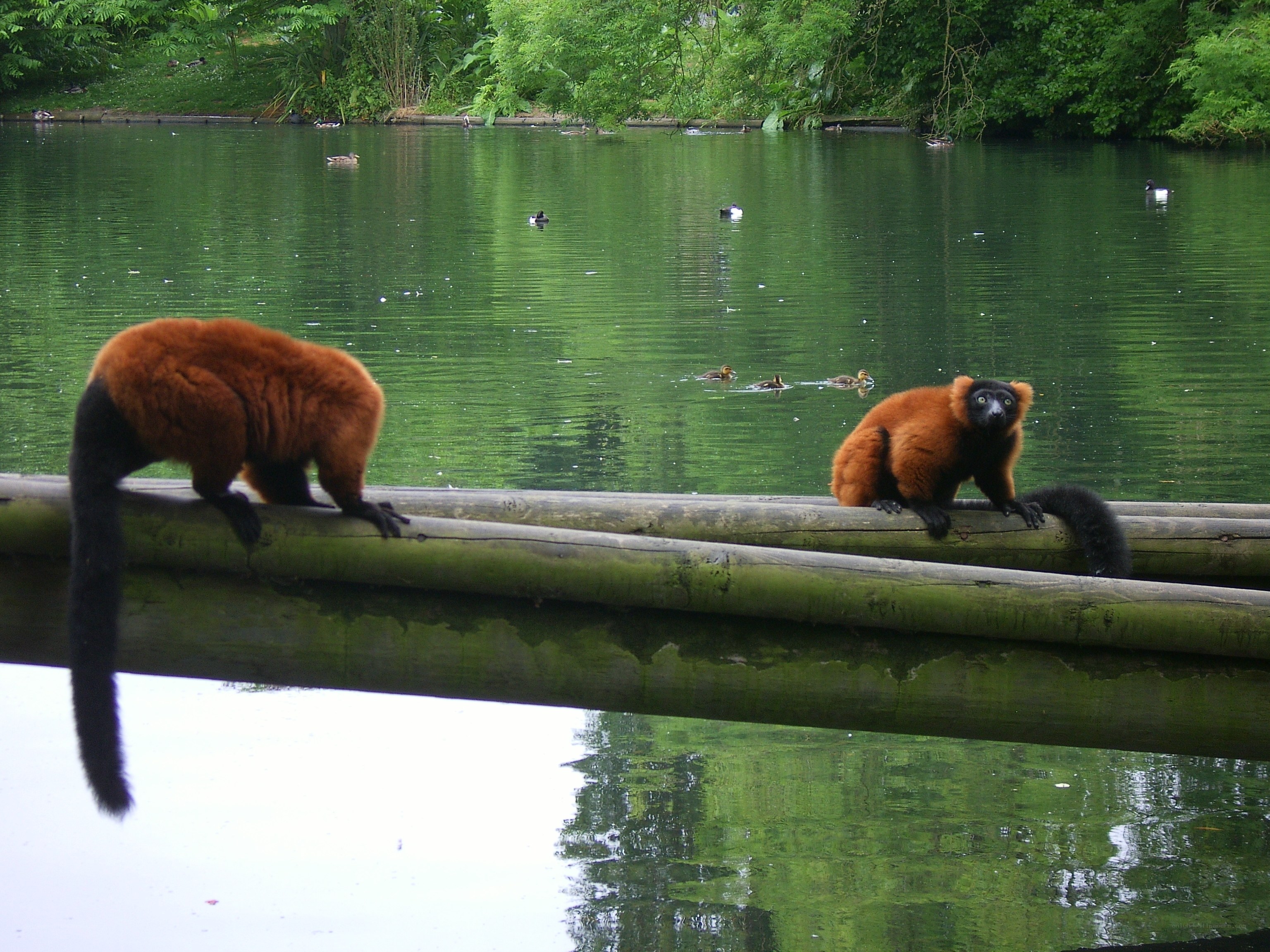 Lemurs on a log by a pond