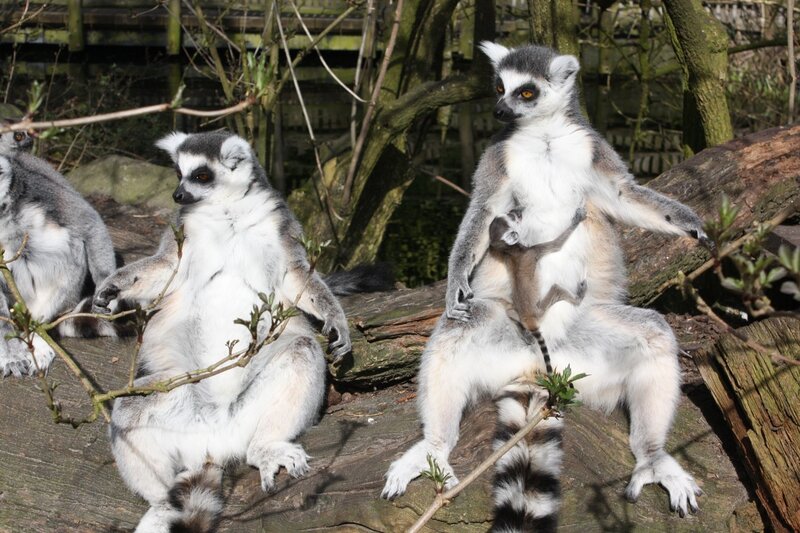 Lemurs on a Log — Gray